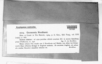 Gnomonia needhami image